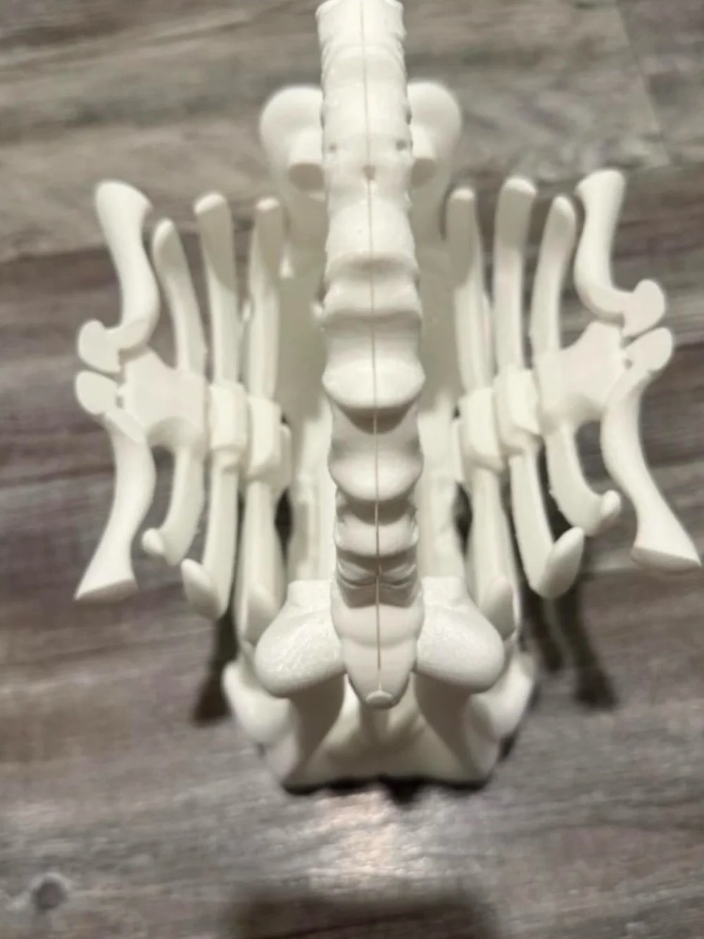N/A unique ribcage